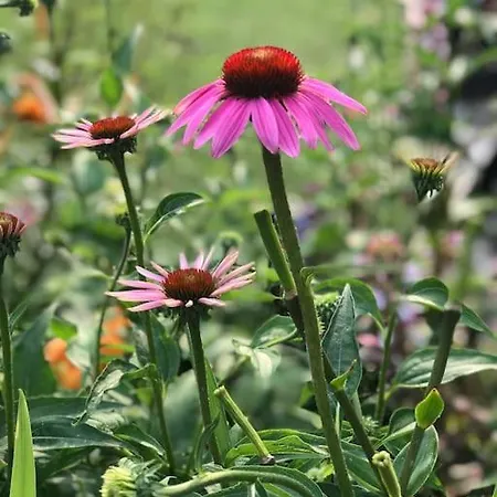 Hébergement de vacances Le Noyer Sur Lot Prayssac