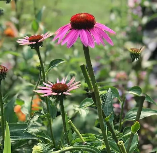 度假居 Le Noyer Sur Lot 普赖萨克